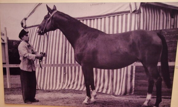 2025, Ausstellungser. Trakehner 1